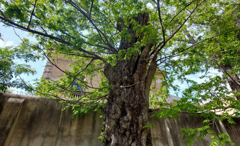 ﻿Cambiamento climatico: a rischio il 60 per cento degli alberi dell’Orto Botanico dell’Università di Pisa