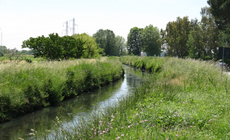 Fosso del Mulino, «il taglio della vegetazione deve rispettare i tempi della fauna». Così il Consorzio risponde alle accuse del segretario del PD di San Giuliano Terme