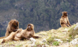 ﻿Le scimmie gelada come specie modello per lo studio della risoluzione dei conflitti