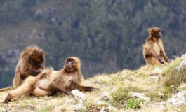 ﻿Le scimmie gelada come specie modello per lo studio della risoluzione dei conflitti