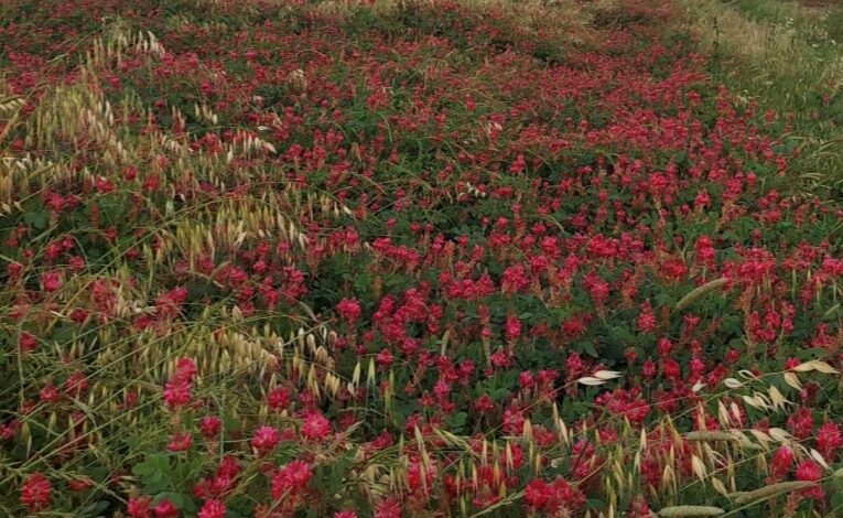 Recuperare terreni e favorire la biodiversità, il progetto “Api Trifogli e Sogni”