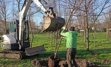 ﻿Verde urbano, sostituiti gli alberi seccati al Parco Europa a Cisanello