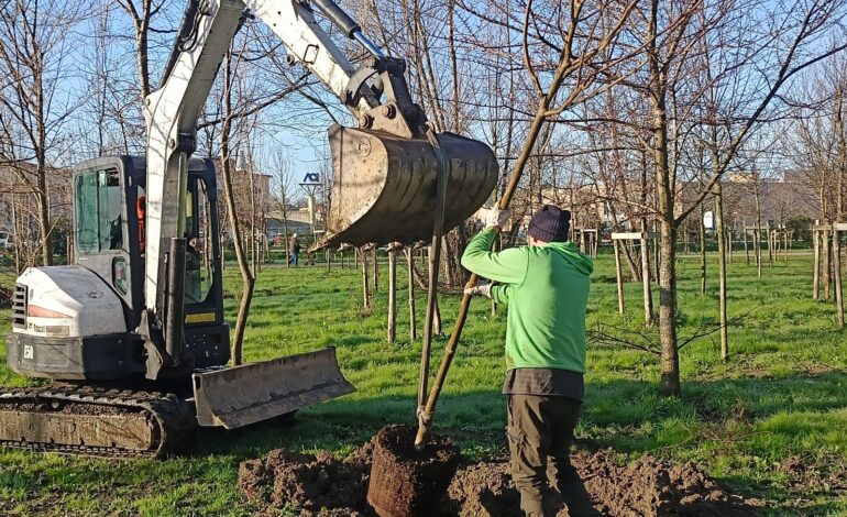 ﻿Verde urbano, sostituiti gli alberi seccati al Parco Europa a Cisanello